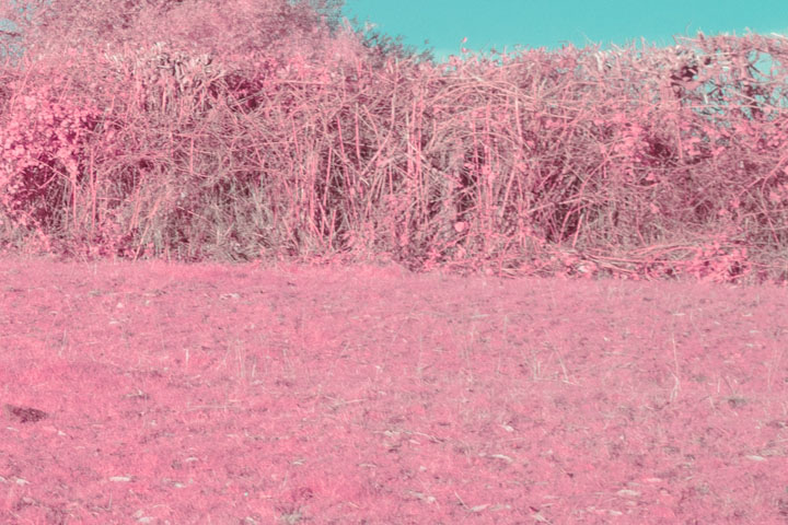 Edge crop of False colour infrared photo taken with Canon RF 28mm f/2.8 lens