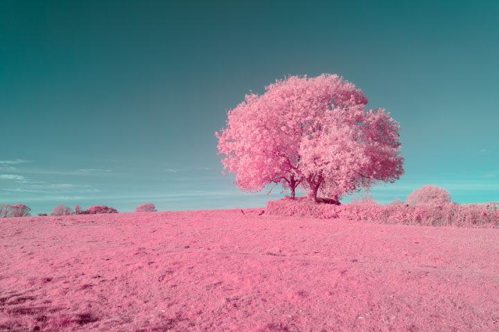 False colour infrared photo taken with Canon RF 28mm f/2.8 lens