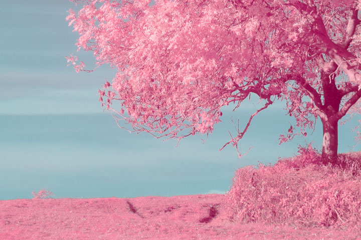 Centre crop of False colour infrared photo taken with Canon RF 35mm f/1.8 lens