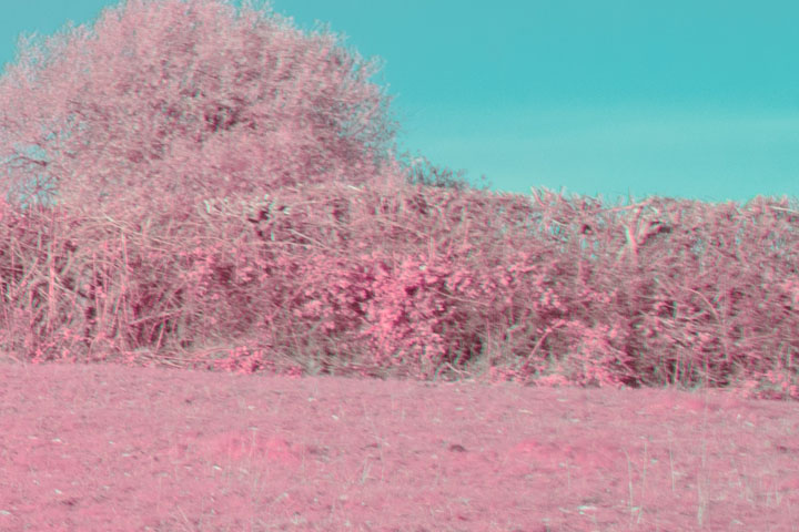 Edge crop of False colour infrared photo taken with Canon RF 35mm f/1.8 lens
