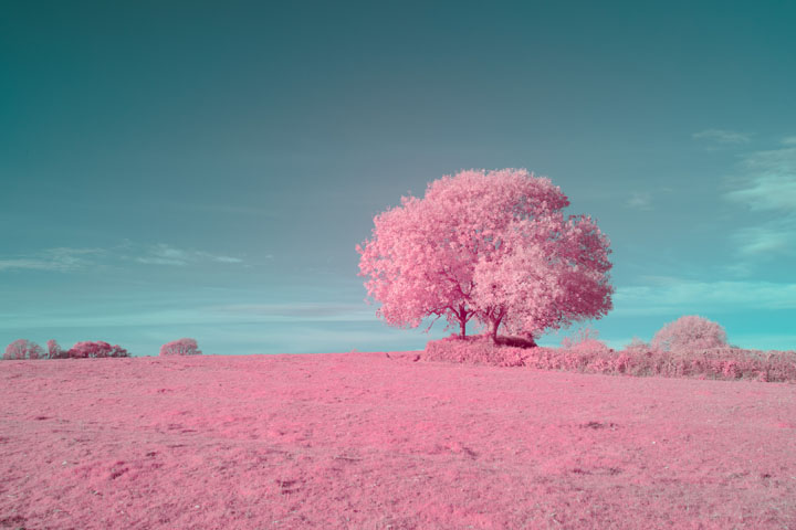 False colour infrared photo taken with Canon RF 35mm f/1.8 lens