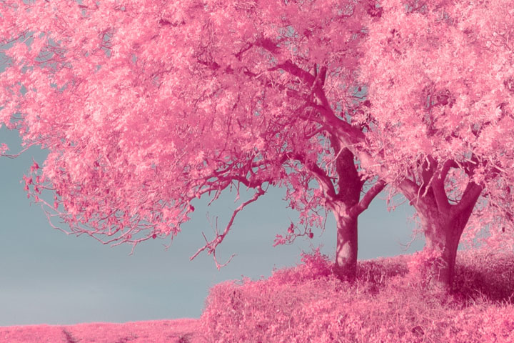 Centre crop of False colour infrared photo taken with Canon RF 50mm f/1.8 lens