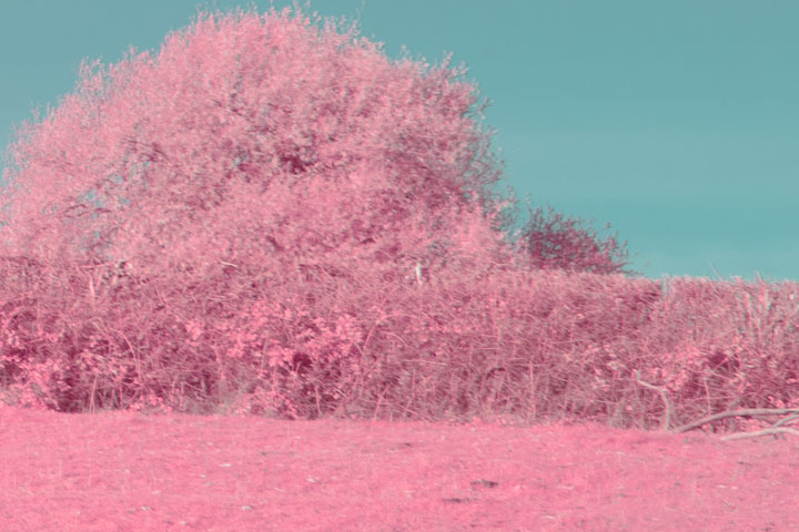 Edge crop of False colour infrared photo taken with Canon RF 50mm f/1.8 lens
