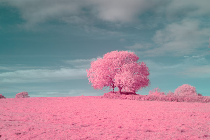 False colour infrared photo taken with Canon RF 50mm f/1.8 lens