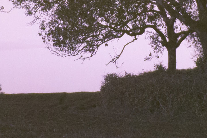 Centre crop of Ultraviolet photo taken with Canon RF 16mm f/2.8 lens wide open at f/2.8