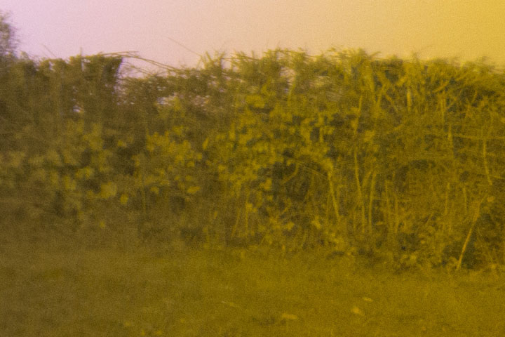 Edge crop of Ultraviolet photo taken with Canon RF 16mm f/2.8 lens wide open at f/2.8