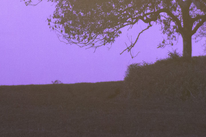 Centre crop of Ultraviolet photo taken with Canon RF 28mm f/2.8 lens wide open at f/2.8