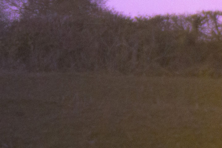 Edge crop of Ultraviolet photo taken with Canon RF 28mm f/2.8 lens wide open at f/2.8