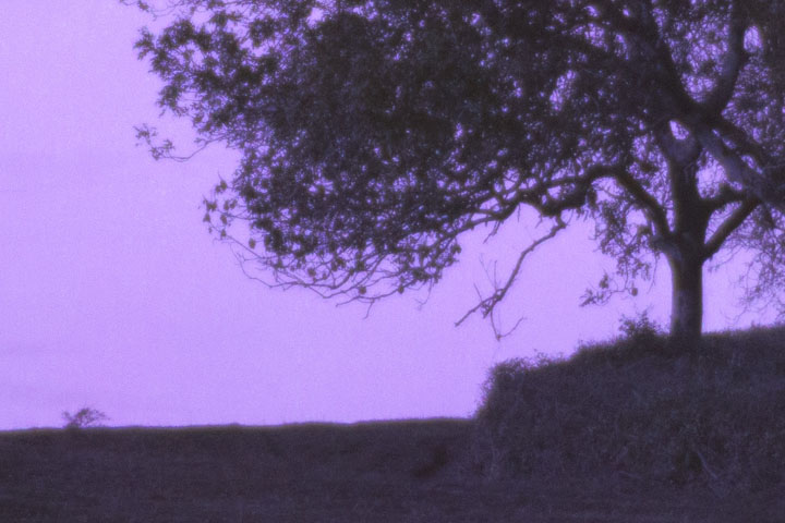 Centre crop of Ultraviolet photo taken with Canon RF 35mm f/1.8 lens wide open at f/1.8