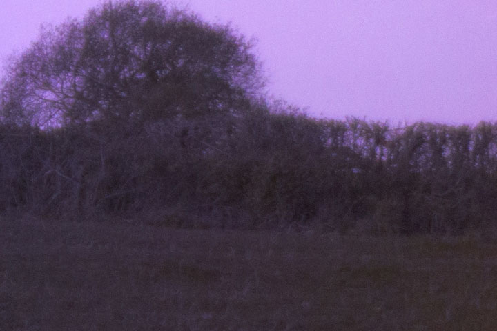 Edge crop of Ultraviolet photo taken with Canon RF 35mm f/1.8 lens wide open at f/1.8