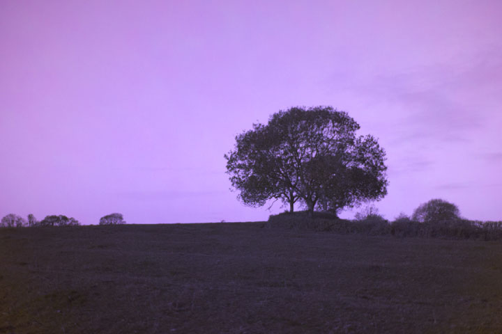 Ultraviolet photo taken with Canon RF 35mm f/1.8 lens wide open at f/1.8