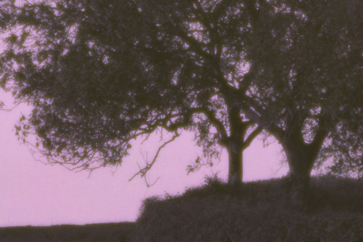 Centre crop of Ultraviolet photo taken with Canon RF 50mm f/1.8 lens wide open at f/1.8