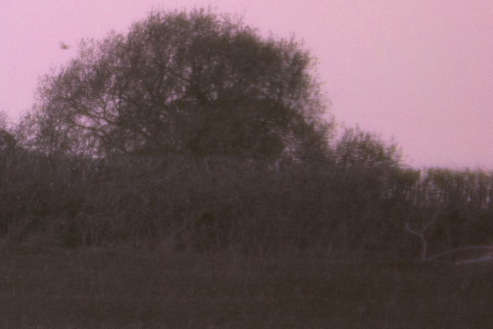 Edge crop of Ultraviolet photo taken with Canon RF 50mm f/1.8 lens wide open at f/1.8