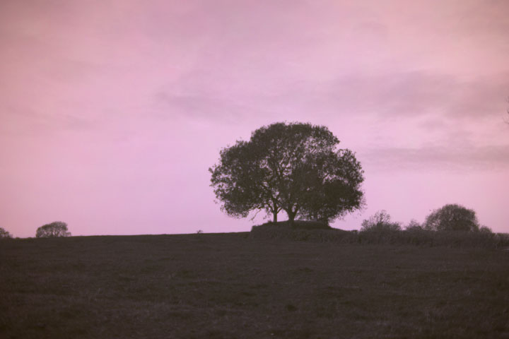 Ultraviolet photo taken with Canon RF 50mm f/1.8 lens wide open at f/1.8