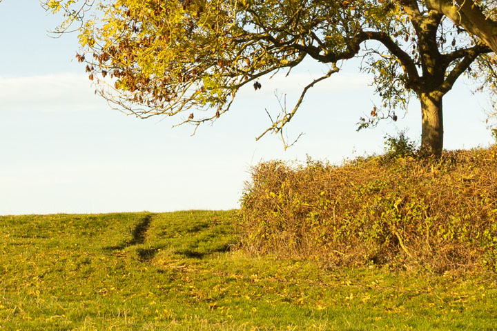 Centre crop of Visible light photo taken with Canon RF 16mm f/2.8 lens