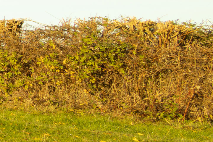 Edge crop of Visible light photo taken with Canon RF 16mm f/2.8 lens