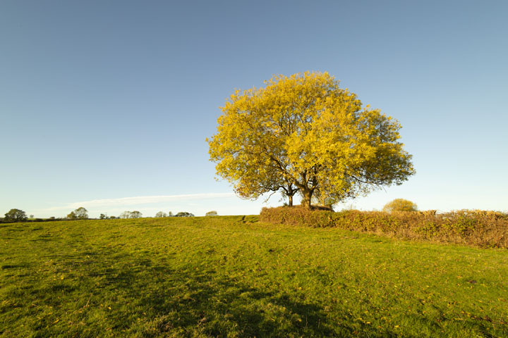 Visible light photo taken with Canon RF 16mm f/2.8 lens