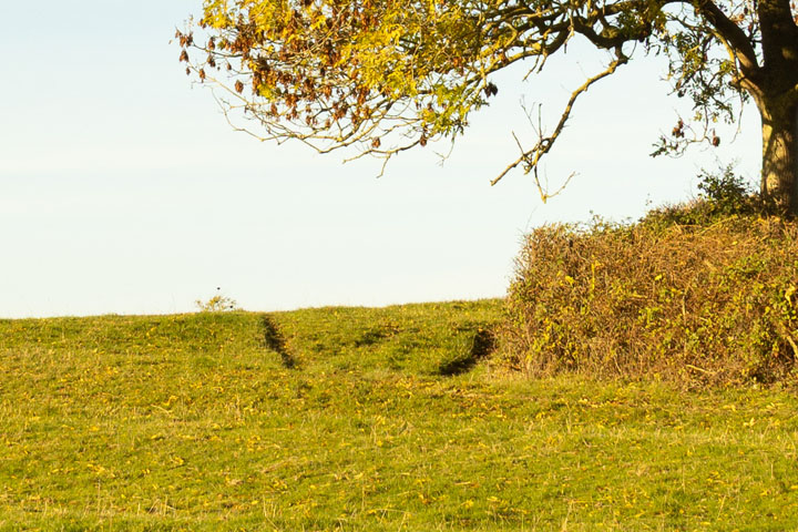 Centre crop of Visible light photo taken with Canon RF 28mm f/2.8 lens