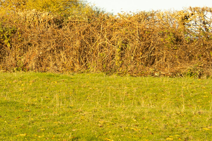 Edge crop of Visible light photo taken with Canon RF 28mm f/2.8 lens