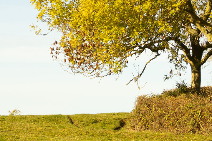 Centre crop of Visible light photo taken with Canon RF 35mm f/1.8 lens