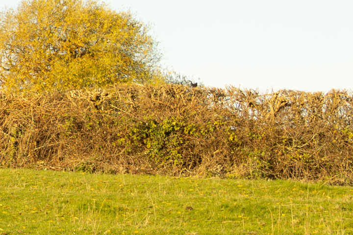 Edge crop of Visible light photo taken with Canon RF 35mm f/1.8 lens