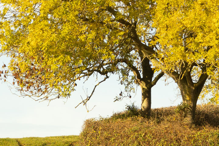 Centre crop of Visible light photo taken with Canon RF 50mm f/1.8 lens