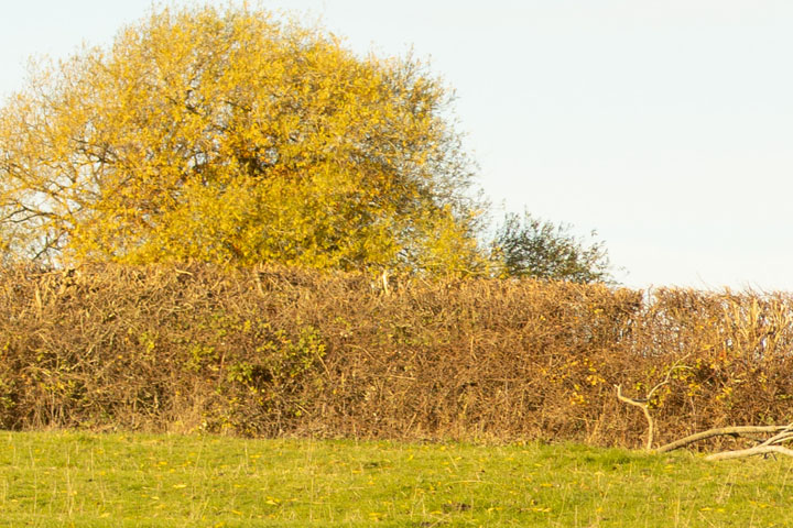 Edge crop of Visible light photo taken with Canon RF 50mm f/1.8 lens