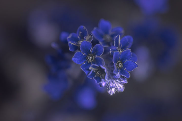 Forget-me-not flowers photographed in UV, lit by full spectrum modified Godox AD200 with standard head, 1/2 power, ISO 400