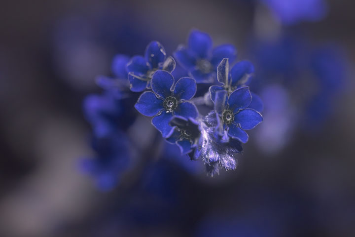 Forget-me-not flowers photographed in UV, lit by full spectrum modified Godox MF12, Full power, ISO 3200