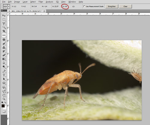 Measuring a subject in Photoshop using the Ruler tool