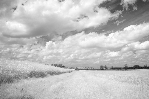 B&W infrared photo taken with Fuji IS Pro and Hoya 25A Red filter, ISO100 f/8 1/100s, -1.15 exposure compensation in ACR. Processing: Curves adjustment to increase contrast, Topaz Adjust 5 applied using modified High Key I preset.
