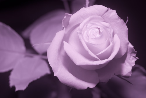 Photo of rose in infrared light