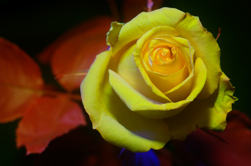 Multispectral (UV-Vis-IR) photo of rose