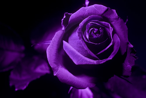 Photo of rose in ultraviolet light