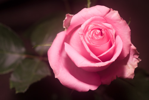 Photo of rose in visible light