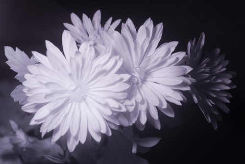 Photo of flower in infrared light
