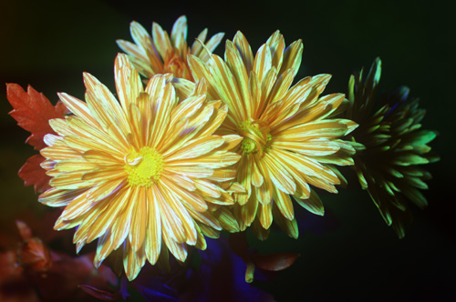 Multispectral (UV-Vis-IR) photo of flower