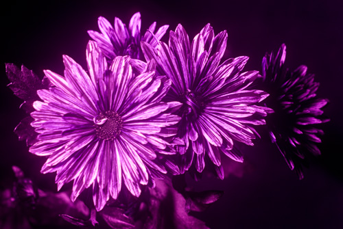 Photo of flower in ultraviolet light