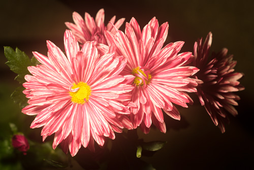 Photo of flower in visible light