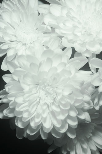 Photo of flower in infrared light