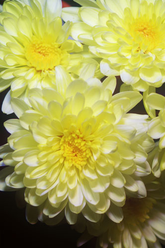 Multispectral (UV-Vis-IR) photo of flower