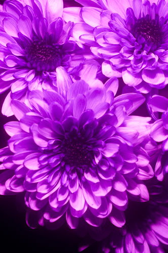 Photo of flower in ultraviolet light