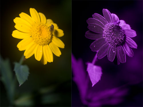 Visible and UV photos of a yellow daisy like flower