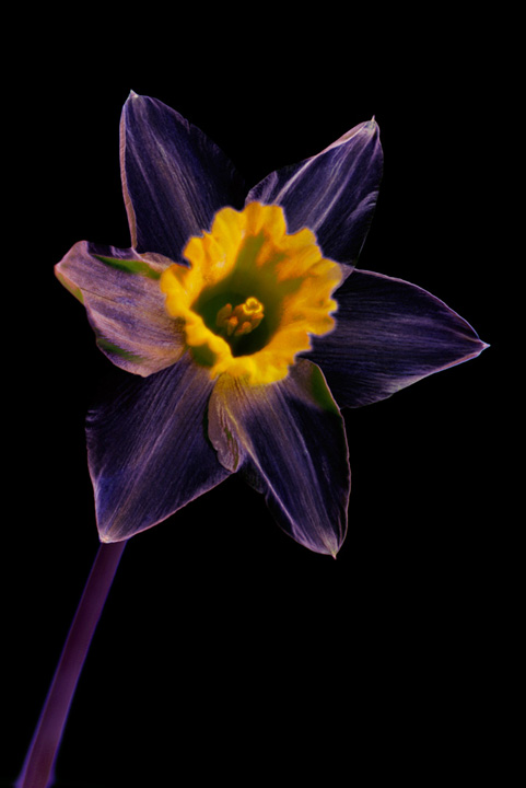 Mutispectral photo of a Daffodil