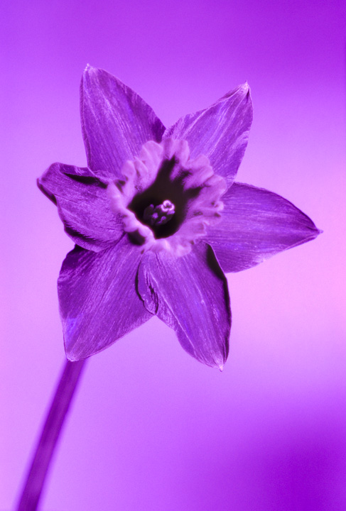 Ultraviolet photo of a Daffodil