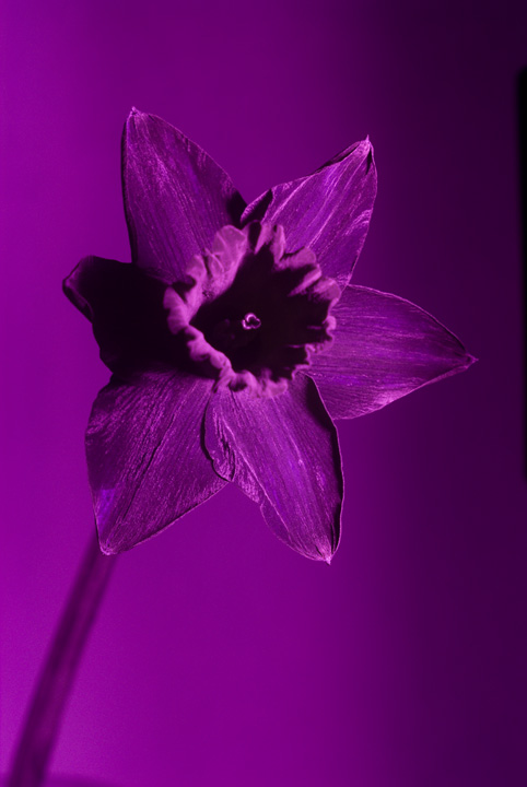 Ultraviolet photo of a daffodil taken using Fuji IS Pro with EL-Nikkor 80mm f/5.6 lens and Baader U-Filter