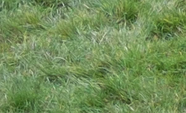 200% crop of grass from image taken using Fujifilm X-A1 camera and converted through Adobe Camera RAW