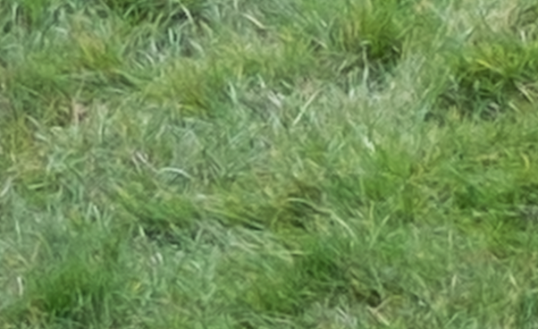 200% crop of grass from image taken using Fujifilm X-M1 camera and converted through Adobe Camera RAW