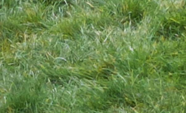 200% crop of grass from image taken using Fujifilm X-M1 camera and converted through Capture One Pro