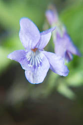 Photo of violet flower taken with Fujifilm X-A1 camera with 16-50mm lens and stacked Sonia +10 and +4 close-up filters attached